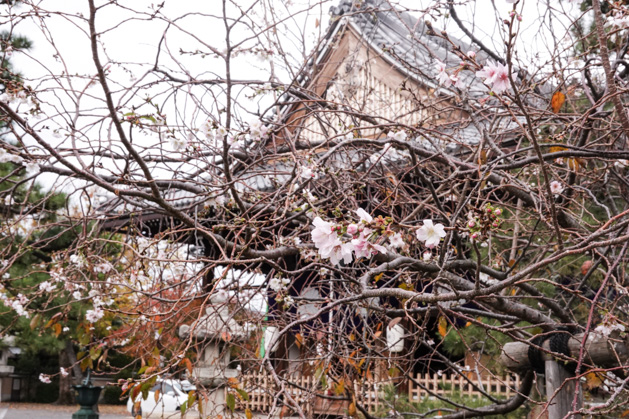 2018年秋妙蓮寺桜