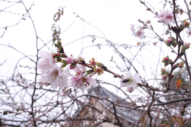 2018年秋妙蓮寺桜２