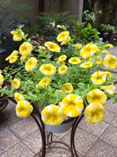 最高かつ最も包括的なレモンスライス 花 最高の花の画像